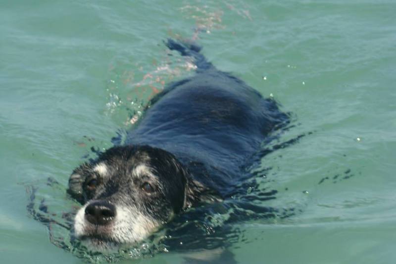 Τα σκυλιά κολυμπούν