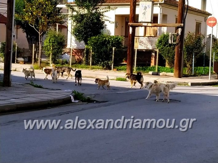 alexandriamou.gr_gadespota201970282012_913445509041048_8418161017128747008_n