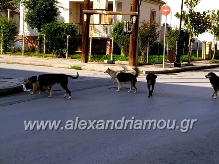 alexandriamou.gr_gadespota201972155936_2450653558556846_3212675003862482944_n