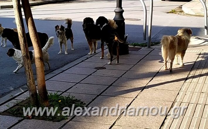 alexandriamou.gr_gadespota201974345463_2465567100228642_2784121749728395264_n