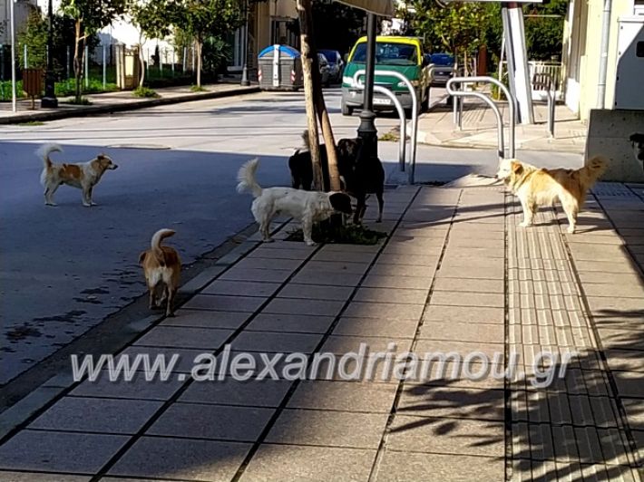 alexandriamou.gr_gadespota201975594471_588336511904587_1625602395201339392_n