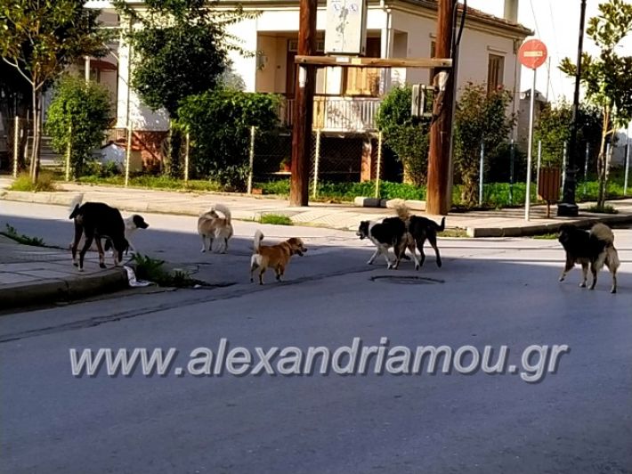 alexandriamou.gr_gadespota201975594486_2910623728948978_8800641886495703040_n