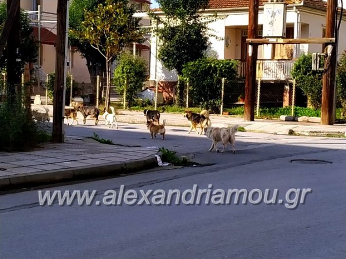 alexandriamou.gr_gadespota201976645634_2767726483246571_1495337776575414272_n