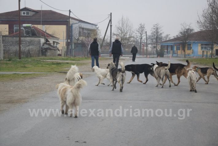 www.alexandriamou.gr_ageli2121DSC_0567