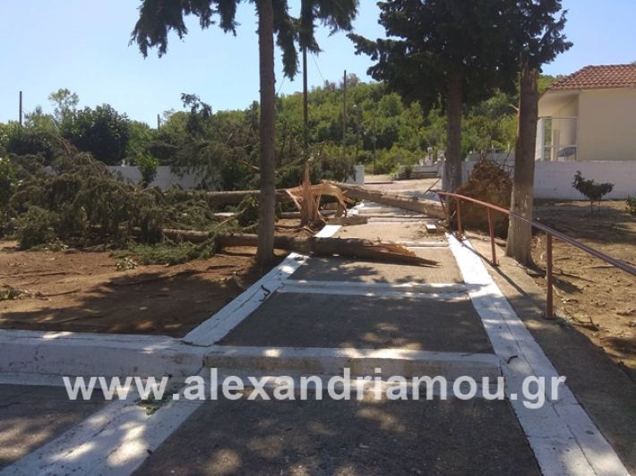 alexandriamou.gr_koimitiriaagkathia2019005