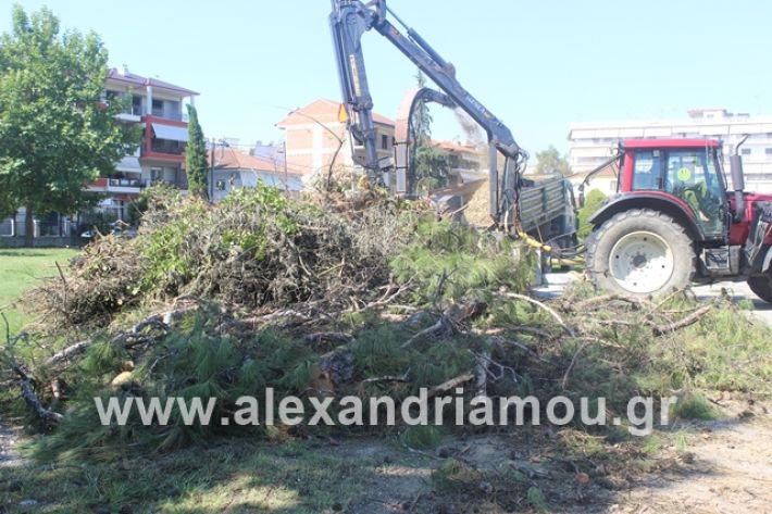 alexandriamou.gr_dentradimarxos2019000