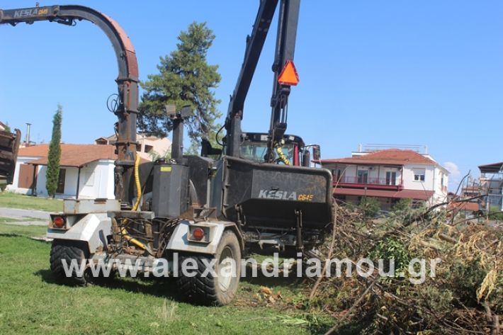 alexandriamou.gr_dentradimarxos2019018