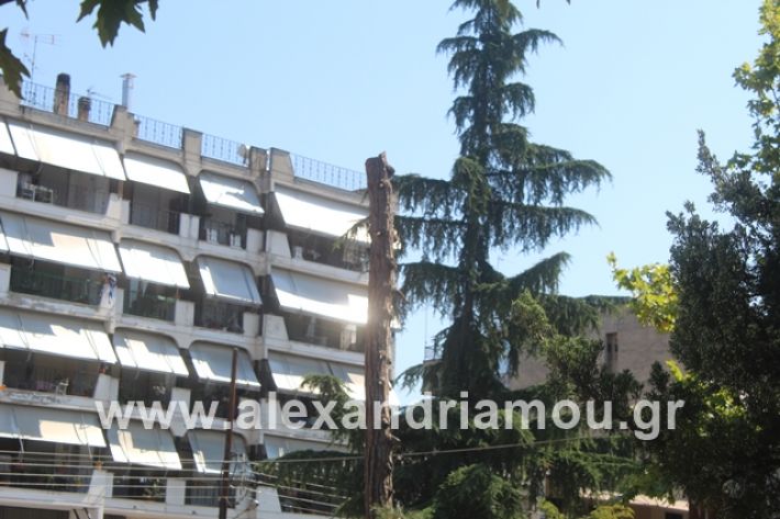 alexandriamou.gr_dentradimarxos2019027