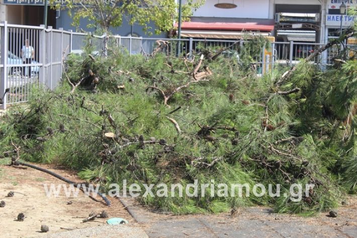 alexandriamou.gr_dentradimarxos2019036