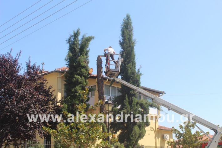 alexandriamou.gr_dentradimarxos2019085