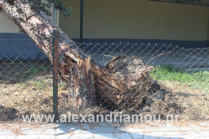 alexandriamou.gr_dentranisisxoleio2019029