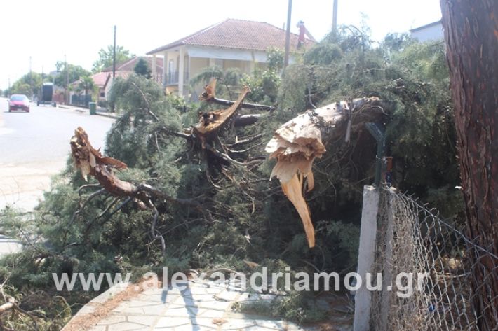 alexandriamou.gr_dentranisisxoleio2019042