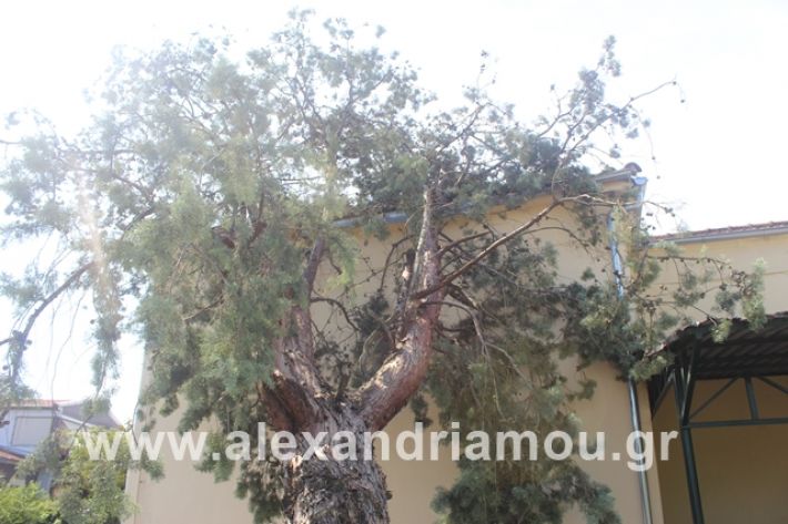 alexandriamou.gr_dentranisisxoleio2019043