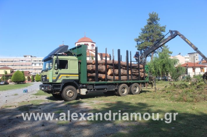 alexandriamou.gr_dentrapanagia15.7.19004