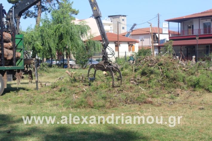 alexandriamou.gr_dentrapanagia15.7.19006