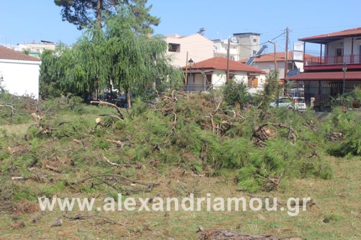 alexandriamou.gr_dentrapanagia15.7.19011