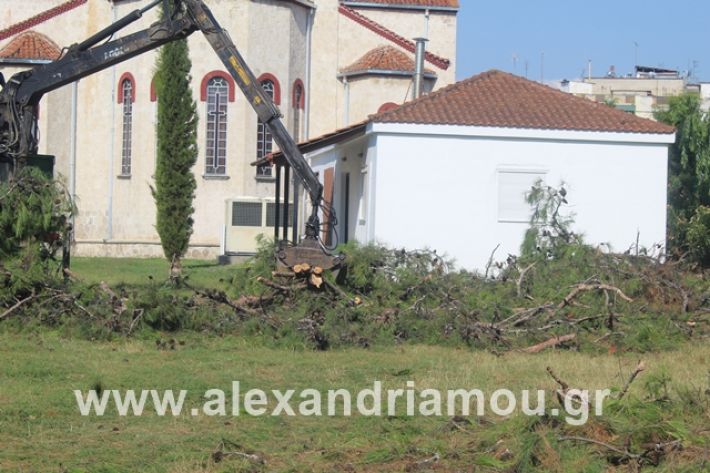 alexandriamou.gr_dentrapanagia15.7.19019