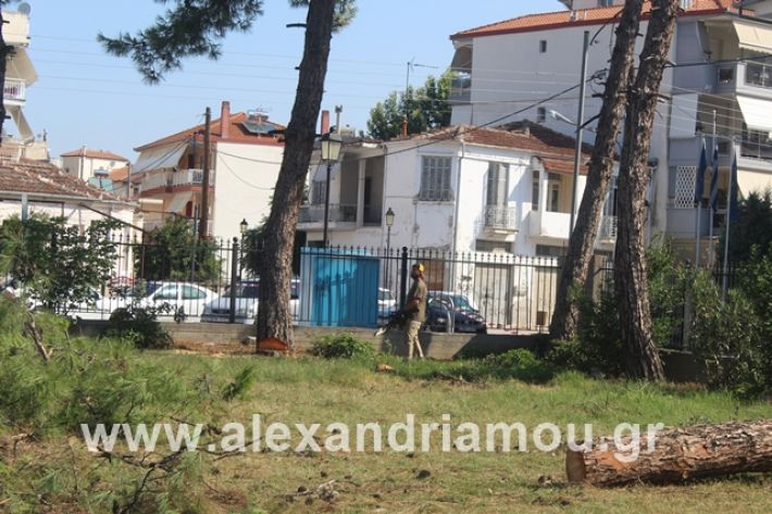 alexandriamou.gr_dentrapanagia15.7.19022