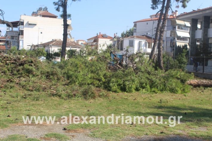 alexandriamou.gr_dentrapanagia15.7.19024