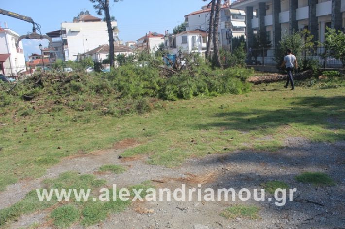 alexandriamou.gr_dentrapanagia15.7.19026