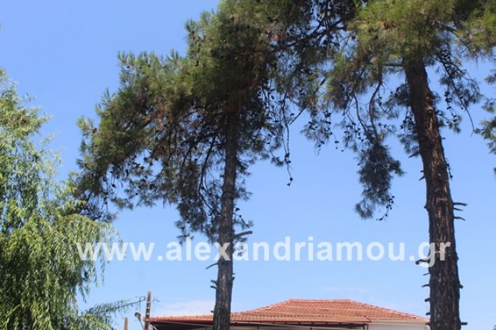 alexandriamou.gr_dentrapanagia2019003