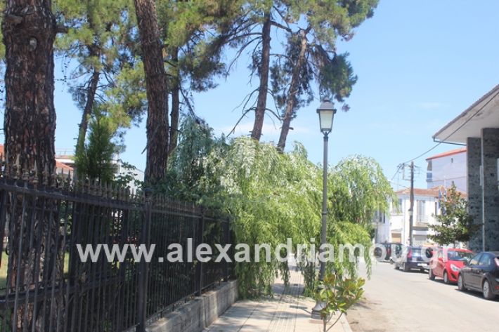 alexandriamou.gr_dentrapanagia2019025