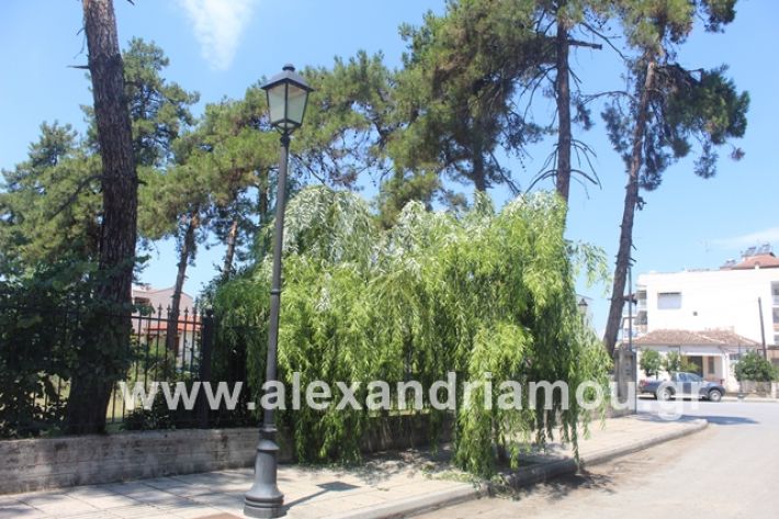 alexandriamou.gr_dentrapanagia2019026