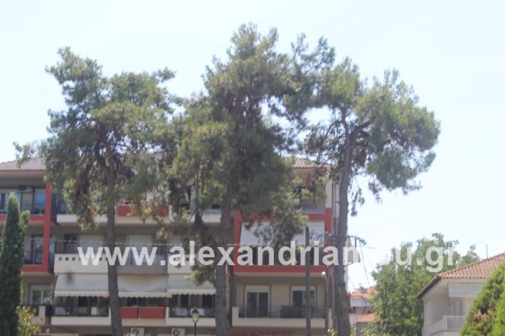 alexandriamou.gr_dentrapanagia2019072