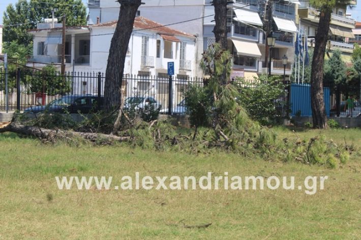 alexandriamou.gr_dentrapanagia2019087