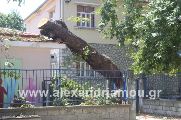 alexandriamou.gr_eidiko12.7.19002