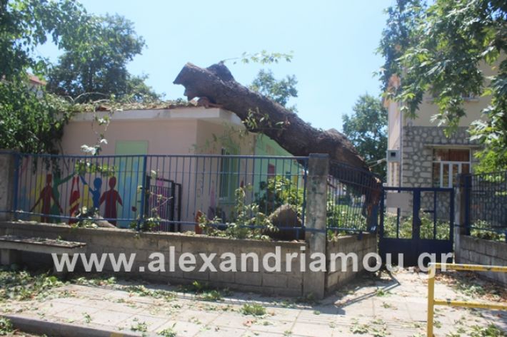 alexandriamou.gr_eidiko12.7.19003