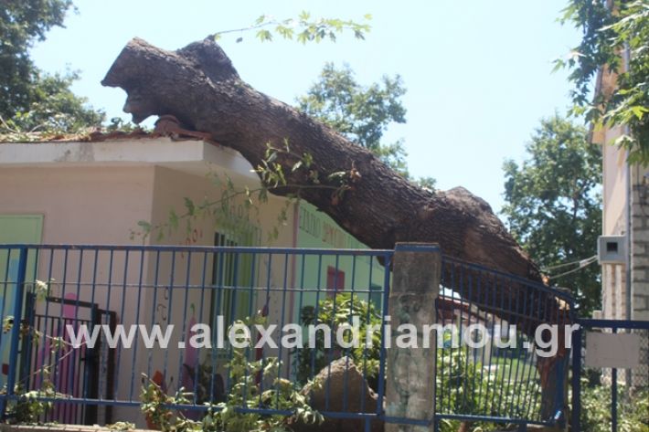 alexandriamou.gr_eidiko12.7.19004