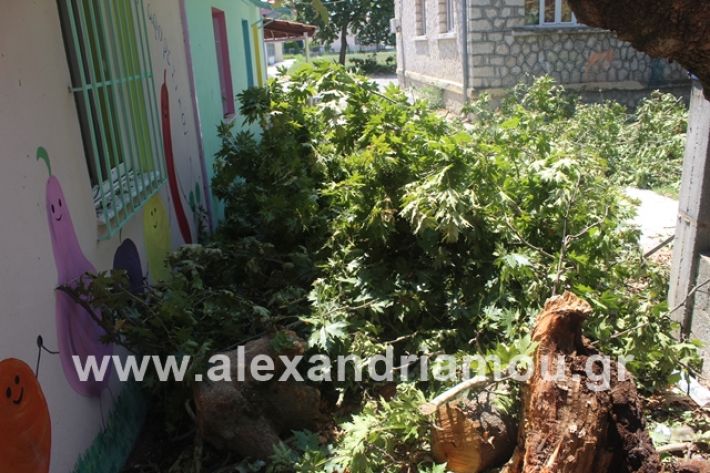 alexandriamou.gr_eidiko12.7.19032