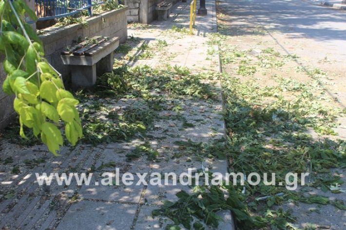 alexandriamou.gr_eidiko12.7.19038