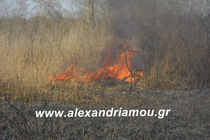 alexandriamou.fotia21.2.19004