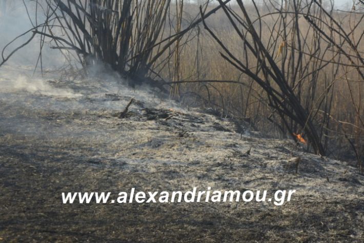 alexandriamou.fotia21.2.19031