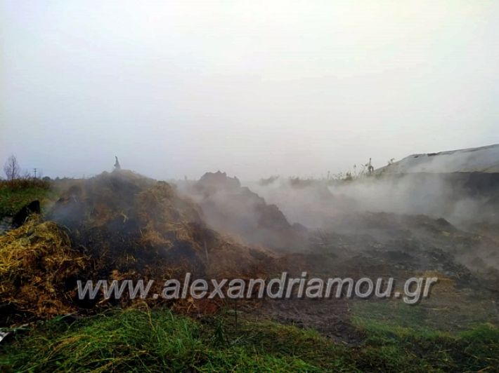 alexandriamou.gr_fotia4.10.1971960720_928107277547053_3191086818900574208_n