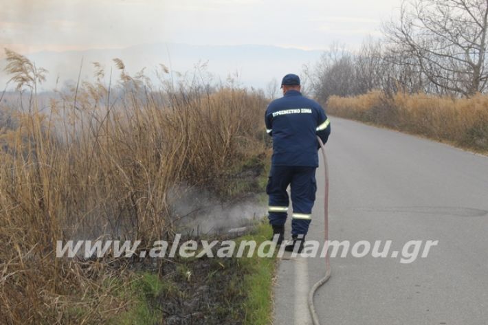 alexandriamou.gr_fotia6.3.20006