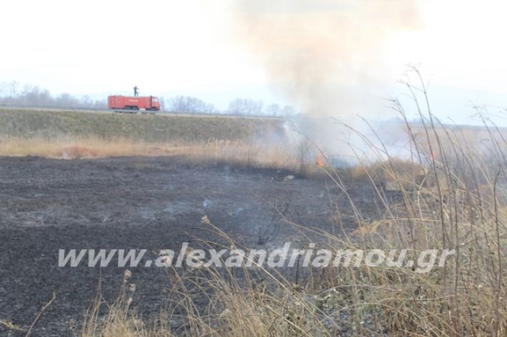 alexandriamou.gr_fotia6.3.20012