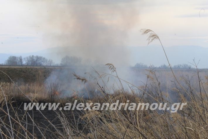 alexandriamou.gr_fotia6.3.20013