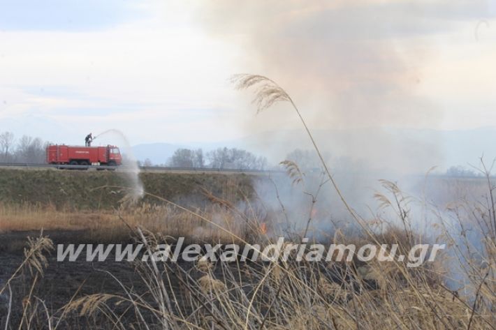 alexandriamou.gr_fotia6.3.20014