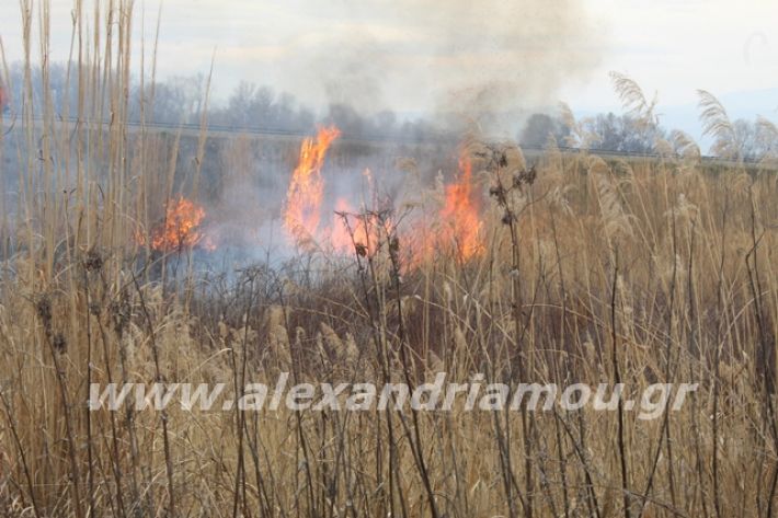 alexandriamou.gr_fotia6.3.20018