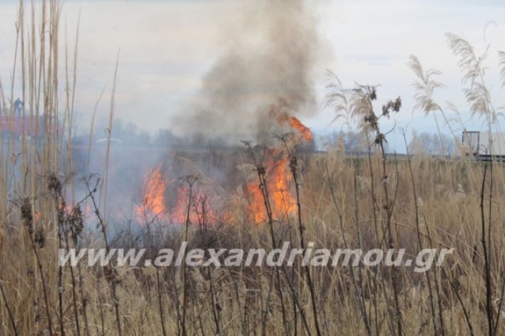 alexandriamou.gr_fotia6.3.20022