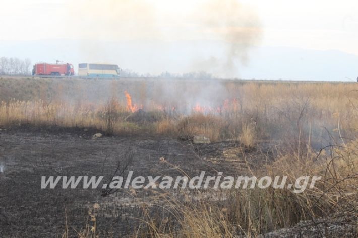 alexandriamou.gr_fotia6.3.20024