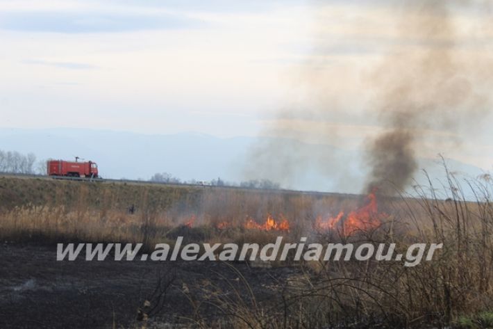 alexandriamou.gr_fotia6.3.20027