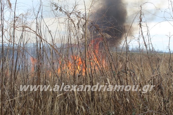 alexandriamou.gr_fotia6.3.20029