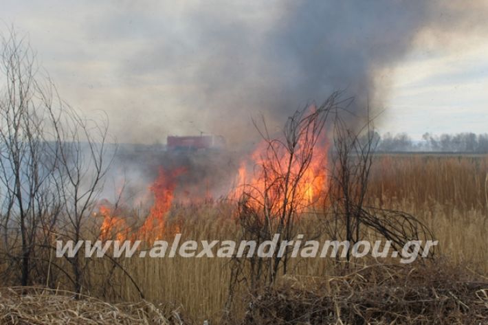 alexandriamou.gr_fotia6.3.20030