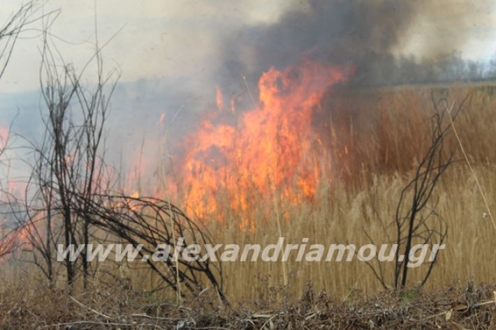 alexandriamou.gr_fotia6.3.20031