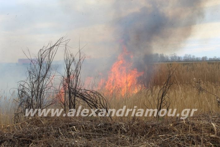 alexandriamou.gr_fotia6.3.20032