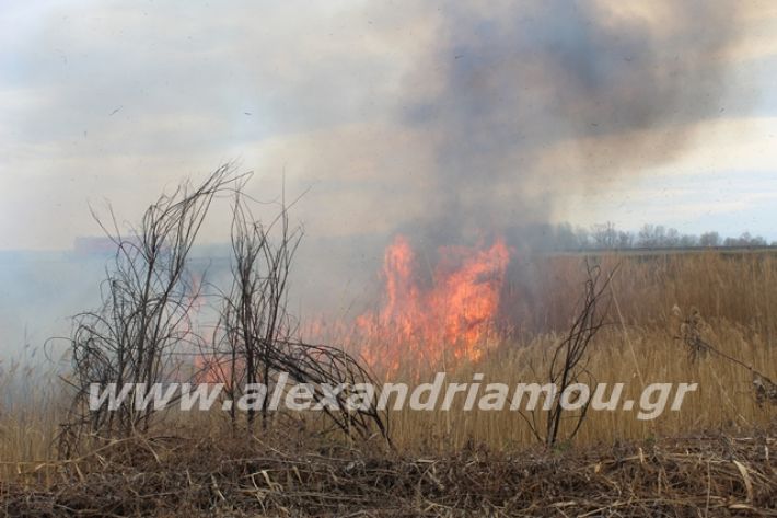 alexandriamou.gr_fotia6.3.20033